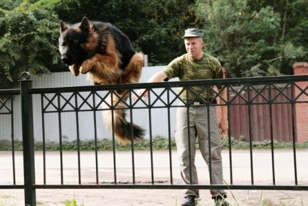 Дрессировка собак на Ветеранов