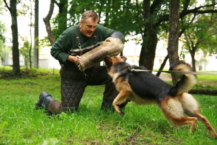 Дрессировка собак во Фрунзенском районе