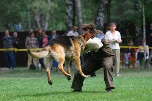 Дрессировка собак в Санкт-Петербурге