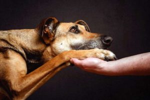 Содержание глухой собаки