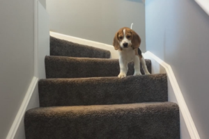 Если собака боится лестницы