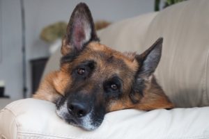 Как успокоить и расслабить собаку