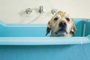 собаки не любят мыться