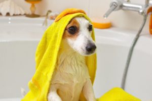 собаки не любят мыться