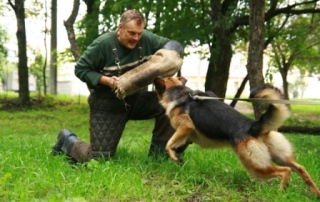 Дрессировка собак в Невском районе