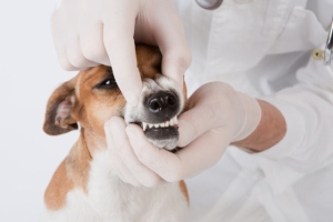 Приучение собаки к показу зубной системы и прикуса