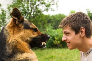 Различие характера и темперамента у хозяина и у его собаки