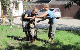 Дрессировка собак в Выборгском районе