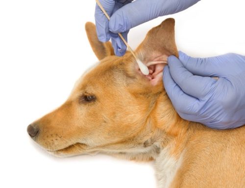 Заразные болезни собак: ушная чесотка