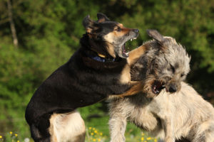Агрессия собаки к собаке