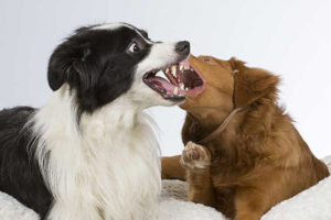 Агрессия собаки к собаке