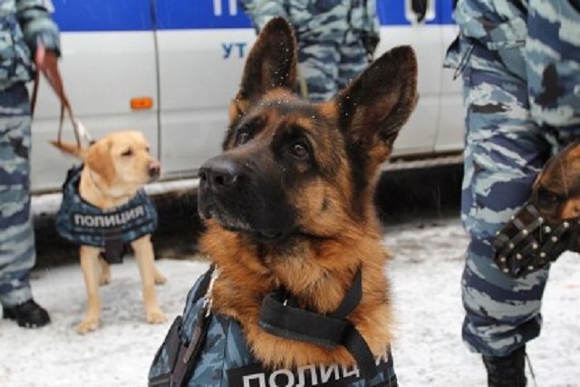 Полицейская собака