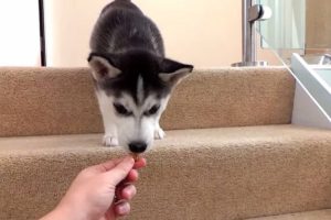 Собака и лестница