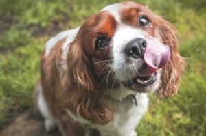 почему собаки едят фекалии