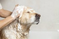 собака не любит мыться