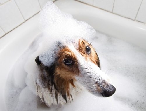 Почему собаки не любят мыться!