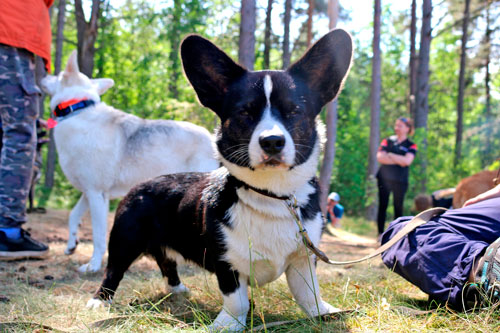 летний лагерь для собак